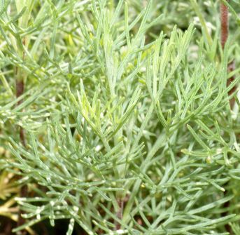 Abrotanum, Artemisia abrotanum (Полынь горькая, лечебная, бессмертная; Божье дерево) 