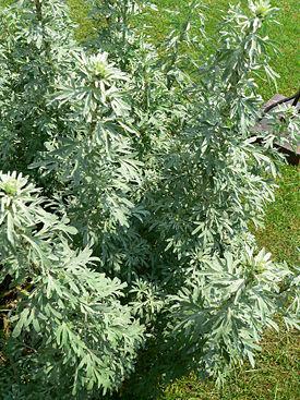 Absinthium, Artemisia absinthium (Полынь горькая)