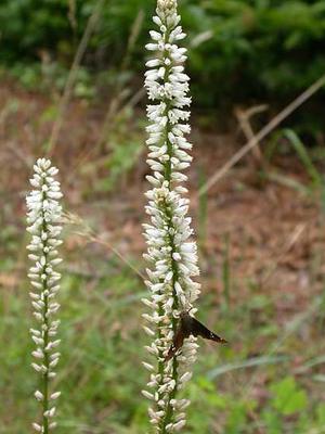 Aletris farinosa (Алтерис мучнистый, Болотник)