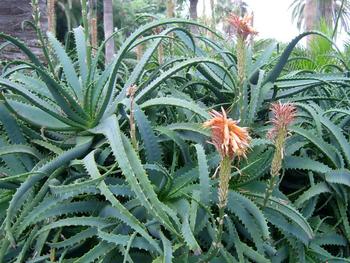 Aloe socotrina (Алоэ сокотринское, Сабур)
