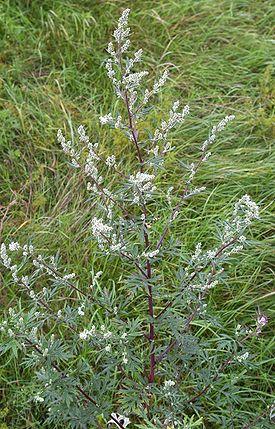 Artemisia vulgaris (Полынь обыкновенная, Чернобыльник)