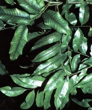 Balsamum рeruvianum (Бальзам перувианский)