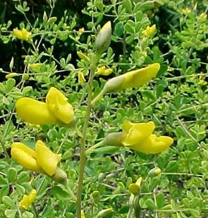 Baptisia tinctoria (Баптизия красильная, Дикий индиго)