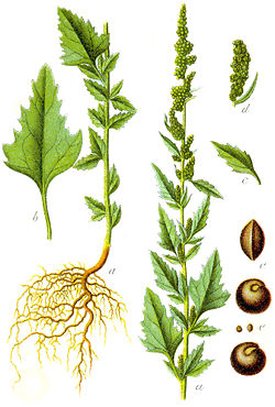 Chenopodium anthelminticum (Марь противоглистная, Хеноподий)