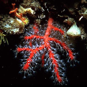 Corallium rubrum (Коралл красный)