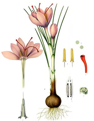 Crocus sativus (Шафран посевной)