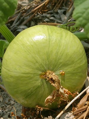 Cucurbita pepo, pumpkin, squash (Тыква обыкновенная, кормовая)