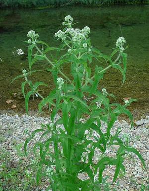 Eupatorium perfoliatum (Посконник пронзеннолистный)
