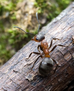 Formica rufa (Рыжий лесной муравей)