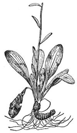 Helonias dioica (Хамелириум желтый)