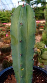 Myrtillocactus (Миртиллокактус)