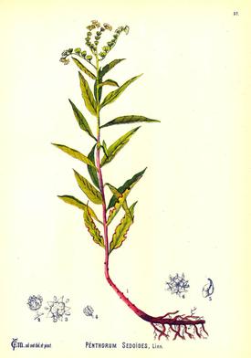 Penthorum sedoides (Пятичленник)