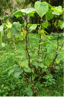 Piper methysticum, Kava-kava, Awa-samoa (Перец опьяняющий)