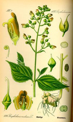Scrophularia nodosa (Норичник узловатый)