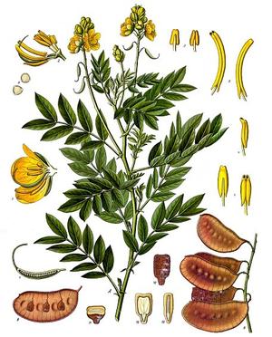 Senna, Cassia acutifolia (Сенна, Кассия остролистная, Александрийский лист)