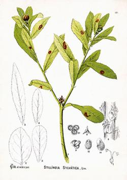 Stillingia silvatica (Стиллингия лесная)